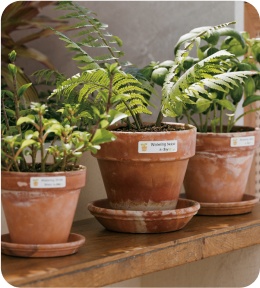 النباتات والبستنة